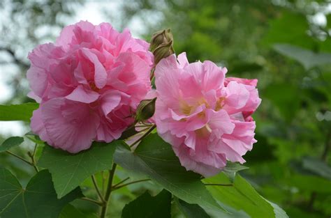 芙蓉樹照顧